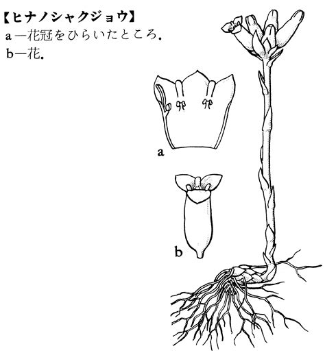 頭上|頭上(ズジョウ)とは？ 意味や使い方